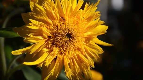 Girassol Amarelo Oscila Vento Flor Raios Sol Fundo Natural — Vídeo de Stock