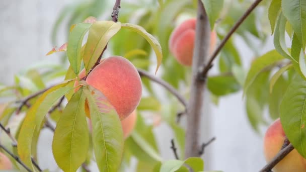 熟した桃の果実は若い桃の木の枝で成長し 緑色の葉は幹の背景がぼやけています 収穫と農業の概念 自然背景 — ストック動画