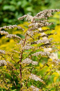 Yeşil ve sarı arka planda, fotokopi alanı olan kuru otların seçici odak yüzdeleri. Kurumuş çiçeklerin doğal arka planı.