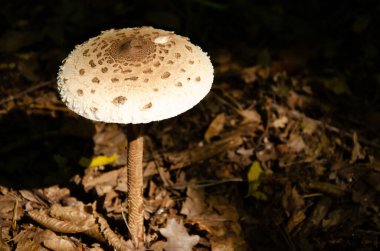 Amanita mantarı dokusu sonbahar ormanında fotokopi uzayı ile birlikte. Kuru yaprakların arka planında yüksek saplı kahverengi mantar şapkası.