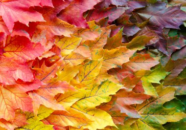 Sonbahar çok renkli akçaağaç yaprakları arka planda. Kopyalanmış sonbahar yaprakları. Yaprakların renk eğimli yüzeyi. Kırmızı, turuncu, sarı, yeşil yaprakların dokusuna odaklan.