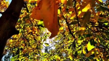 Güneş ışınları yaprakları delip geçer. Ceviz ağacının dallarındaki sarı yapraklar rüzgarda sallanıyor. Mavi gökyüzünün arka planında altın yapraklar. Doğal arka plan. Sonbahar konsepti.