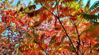 Dallardaki çok renkli yapraklar Staghorn sumac güçlü bir rüzgarda sallanıyor. Mavi gökyüzünün arka planında kırmızı, sarı, turuncu, yeşil yapraklar. Doğal arka plan. Sonbahar konsepti.