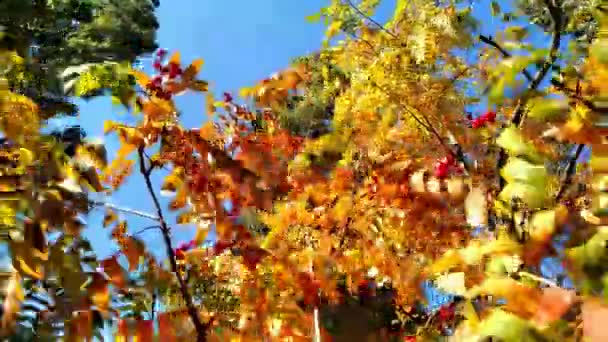 Folhas Multicoloridas Ramos Com Bagas Arbusto Rowan Oscilam Vento Forte — Vídeo de Stock