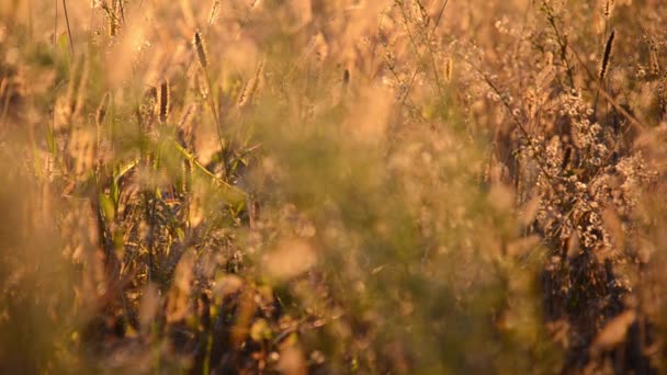 Selektywny Fokus Kwiatostan Suchy Trawa Tle Zachód Słońca Kopia Spacja — Wideo stockowe