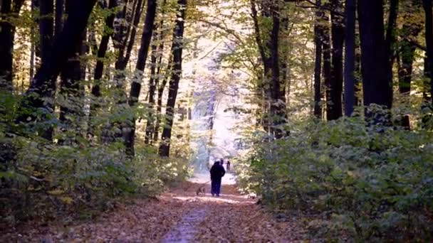 Пара Гуляє Собакою Парку Осінній Ліс Лісова Стежка Між Деревами — стокове відео