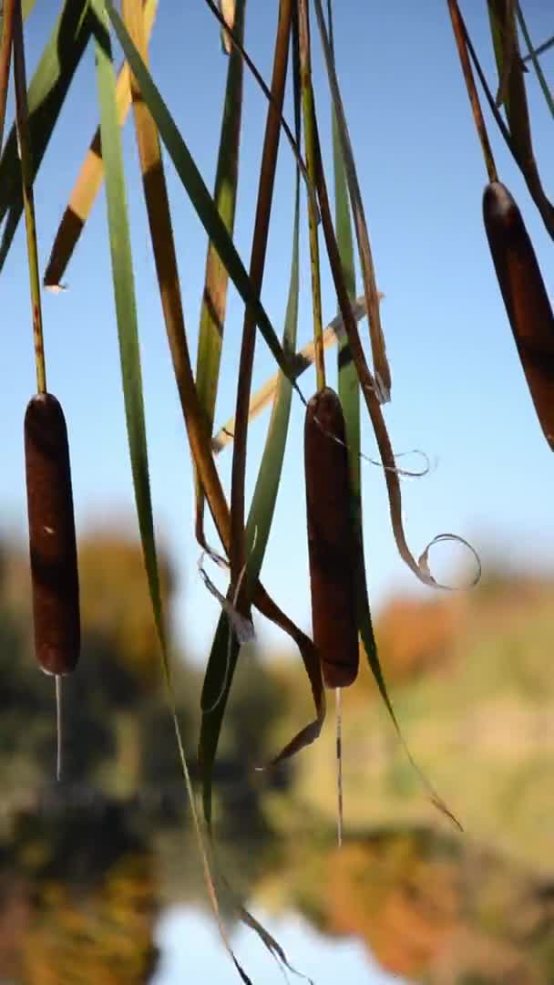 Typha Decorre Oscilação Vento Contra Pano Fundo Parque Outono Com — Vídeo de Stock