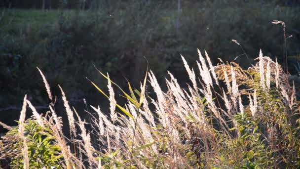 Vanliga Vass Svajar Solen Höstdagen Suddig Bakgrund Träd Naturlig Bakgrund — Stockvideo