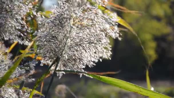 Canne Comuni Ondeggiano Sole Giorno Autunno Sfondo Sfocato Alberi Sfondo — Video Stock