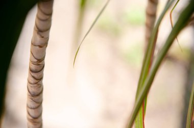 Gövde dokusu ve Dracaena 'nın yeşil yaprakları ve fotokopi alanı. Tropikal bitkiler yetiştiriyorum. Doğal arkaplan.