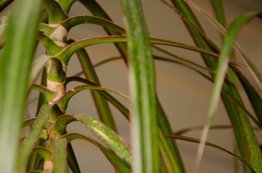 Yeşil yaprakların dokusu ve Dracaena gövdesinin fotokopi alanı. Tropikal bitkiler yetiştiriyorum. Doğal arkaplan.