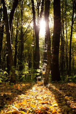 Güneş ışınları ağaçların dallarını delip geçer. Sonbahar ormanı. Düşen yapraklar ağaçların arasında.
