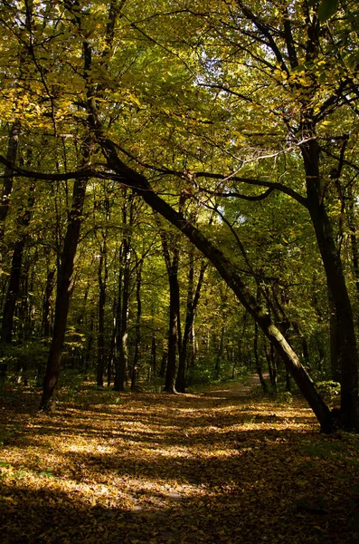 秋の森 黄色の葉を持つ木の間の森林道 — ストック写真