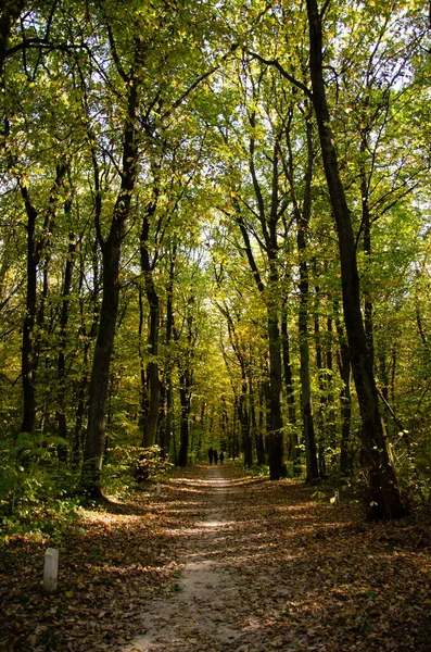 家族は公園を歩く 秋の森 黄色の葉を持つ木々の間の森林のパス 太陽の光が木の枝を破る — ストック写真
