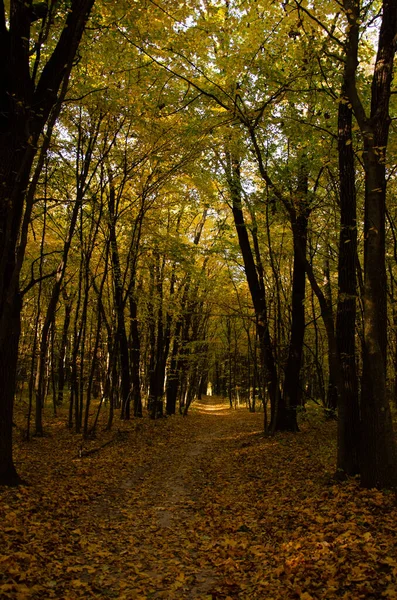 秋の森 黄色の葉を持つ木々の間の森林のパス 太陽の光が木の枝を破る — ストック写真