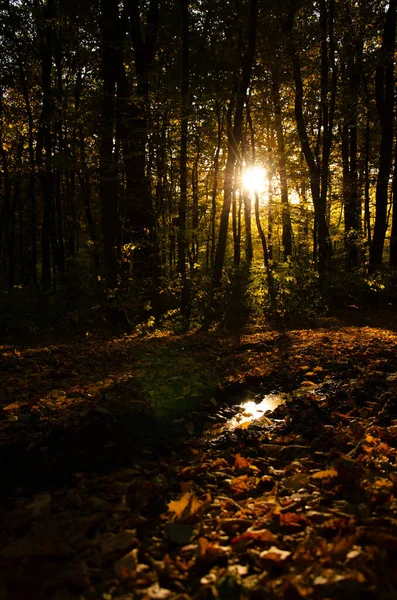Raios Solares Rompem Ramos Árvores Floresta Outono Folhas Caídas Estão — Fotografia de Stock