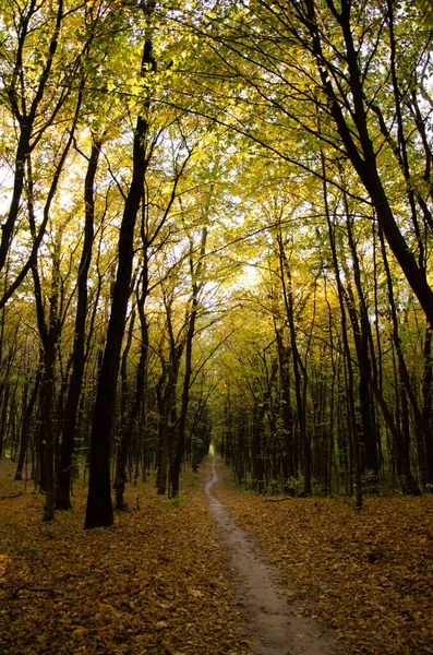 秋の森 黄色の葉を持つ木々の間の森林のパス 太陽の光が木の枝を破る — ストック写真
