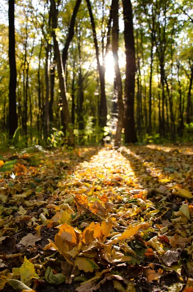 太陽の光は木の枝を破る 秋の森 倒木は木の間にある — ストック写真