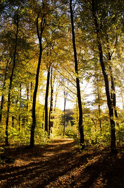 太陽の光は木の枝を破る 秋の森 倒木は木の間にある 黄色の葉を持つ木の間の森林道 — ストック写真