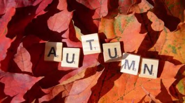 Letting Autumn çok renkli akçaağaç arka planda kopya alanı bırakır. Yazıt Sonbaharı 'na odaklan. Kırmızı, turuncu, sarı, yeşil yapraklar. Yaprakların renk eğimli yüzeyi.