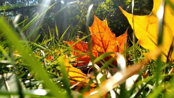 Close Gevallen Kleurrijke Bladeren Het Groene Gras Herfstconcept Herfst Blad — Stockvideo