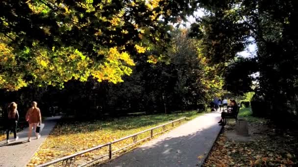 市内公園の黄金の秋 カエデの葉は木から草に落ちます 秋のコンセプト 公園を歩く人々 — ストック動画