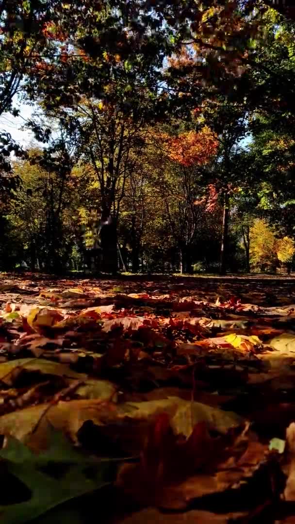 Outono Dourado Parque Cidade Folhas Bordo Caem Árvore Para Grama — Vídeo de Stock