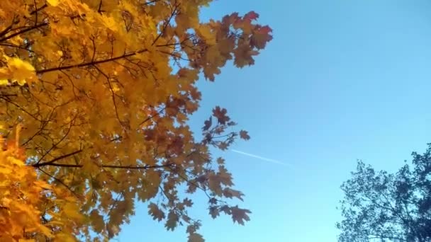 Żółte Pomarańczowe Liście Drzew Kołyszą Się Wietrze Tle Błękitnego Nieba — Wideo stockowe