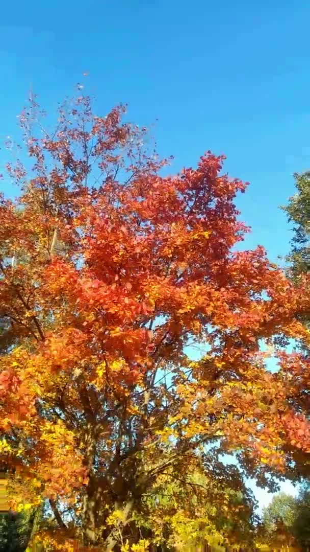 Πολύχρωμα Φύλλα Κλαδιά Δέντρων Ταλαντεύονται Δυνατό Άνεμο Κόκκινα Κίτρινα Πορτοκαλί — Αρχείο Βίντεο
