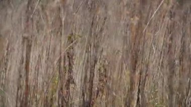 Kuru çimenlerin kökleri rüzgarda sallanıyor. Bulanık arka planda kurumuş çiçeğin seçici odak infloresanları. Kopya alanı olan yabani çiçeklerin doğal arka planı. Sonbahar mevsimi konsepti.
