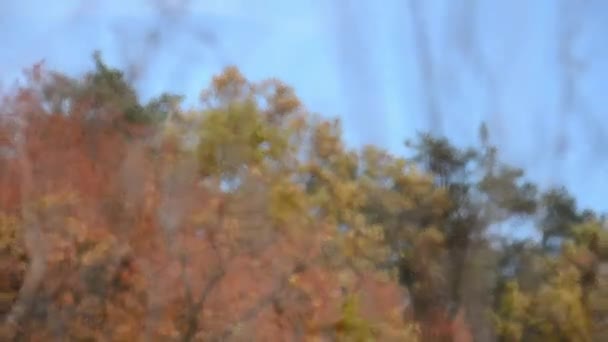 Selective Defocusing Inflorescences Dry Grass Autumn Forest Defocused Abstract Video — Stock Video