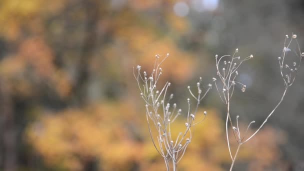 Infiorescenze Fuoco Selettivo Erba Secca Sfondo Sfocato Della Foresta Autunnale — Video Stock