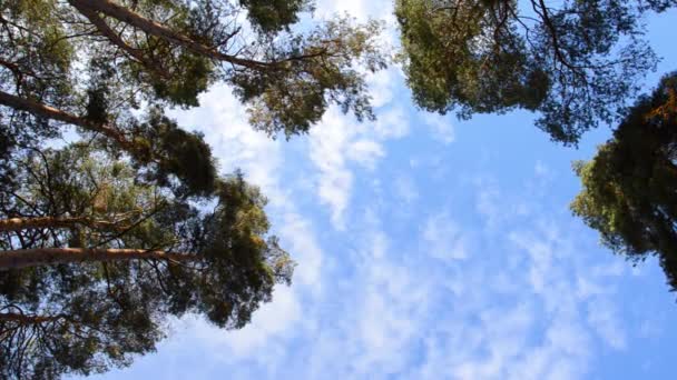 白云掠过蓝天 掠过高大的青松 看天空的景象 森林里的寂静与和谐 从下往上看树在风中摇曳 — 图库视频影像
