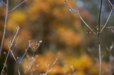 Sonbahar ormanlarının bulanık arka planında kuru otların seçici odak noktası. Kurumuş bitki rüzgarda sallanıyor. Fotokopi alanı olan kurumuş çiçeklerin doğal arka planı. Sonbahar mevsimi konsepti.