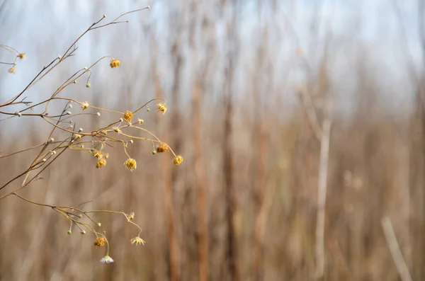 Kurumuş Papatya Çiçekleri Sonbahar Ormanlarının Bulanık Arka Planında Kuru Otların — Stok fotoğraf