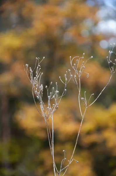 Selectieve Focus Bloeiwijzen Van Droog Gras Wazige Achtergrond Van Herfst — Stockfoto