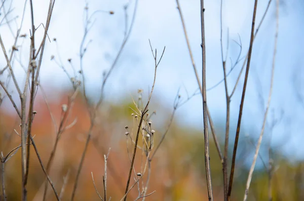 Selektivní Zaměření Kvetoucí Suché Trávy Rozmazaném Pozadí Podzimního Lesa Schřadlá — Stock fotografie