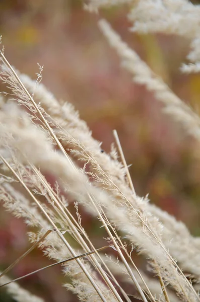 Selektivní Zaměření Suché Rákosí Barevném Pozadí Přírodní Pozadí Reed Stonky — Stock fotografie