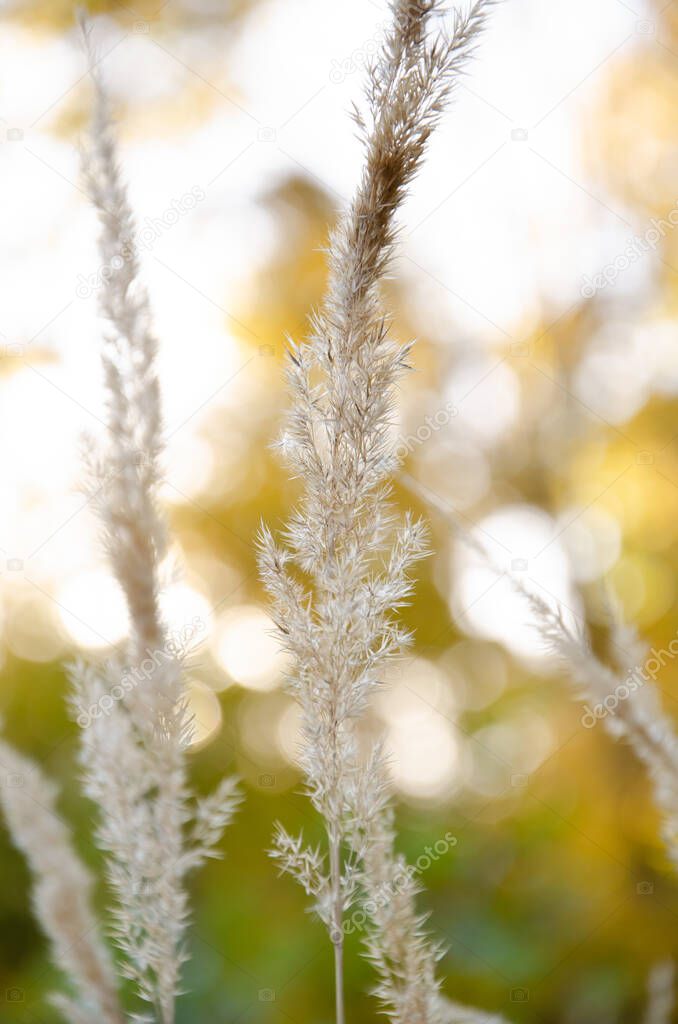 Natural background of Reed stems with copy space. Selective focus dry reed on green and yellow bokeh background. Autumn season concept. Dry grass sways in the wind.
