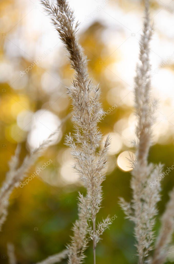 Natural background of Reed stems with copy space. Selective focus dry reed on green and yellow bokeh background. Autumn season concept. Dry grass sways in the wind.