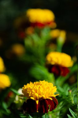 Kadife çiçekleri ve otların arka planında rüzgarda sallanıyor. Kopyalama alanı olan doğal bir arkaplan. Tagetlerin portakal ve bordo yaprakları çimenlerde yetişir..