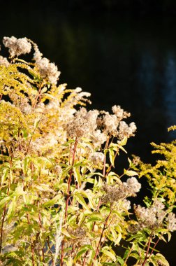 Yeşil ve sarı arka planda, fotokopi alanı olan kuru otların seçici odak yüzdeleri. Gölün kıyısındaki kurumuş çiçeklerin doğal arka planı. Sonbahar mevsimi konsepti.