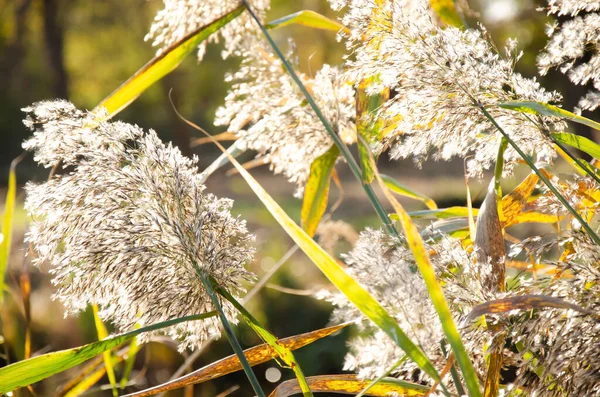 Las Cañas Comunes Balancean Sol Día Otoño Sobre Fondo Borroso — Foto de Stock