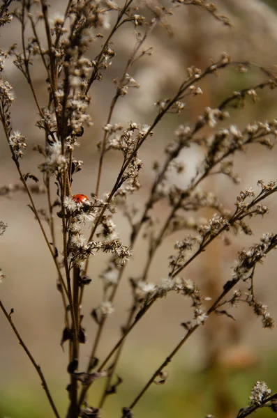 Focus Sélectif Sur Coccinelle Rampant Sur Les Inflorescences Herbe Sèche — Photo