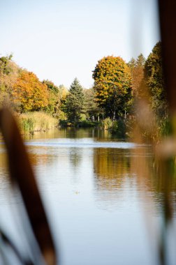 Sarı ve yeşil ağaçlar nehre yansıyor. Ön planda bulanık Typha, arka planda sonbahar parkı seçici odak. Kopyalama alanı olan doğal bir arkaplan. Sonbahar mevsimi konsepti. Ilık, güneşli bir gün. Dikey fotoğraf.