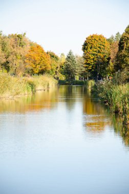 Sarı ve yeşil ağaçlar nehre yansıyor. Kopyalama alanı olan doğal bir arkaplan. Sonbahar mevsimi konsepti. Ilık, güneşli bir gün. Dikey fotoğraf. Sazlıklar ve Typha ile gölün kıyısında.