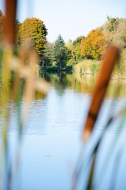 Sarı ve yeşil ağaçlar nehre yansıyor. Ön planda bulanık Typha, arka planda sonbahar parkı seçici odak. Kopyalama alanı olan doğal bir arkaplan. Sonbahar mevsimi konsepti. Ilık, güneşli bir gün. Dikey fotoğraf.