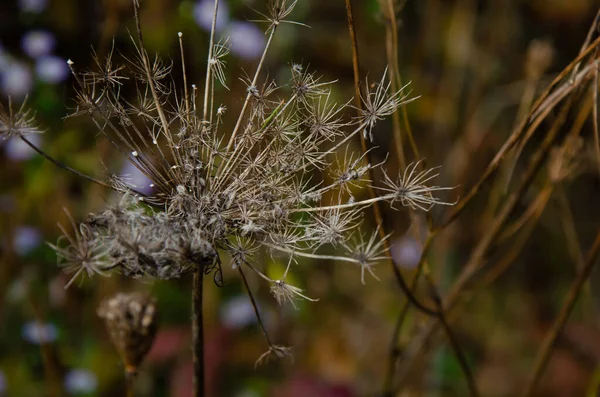 Planta Seca Enxugada Com Sementes Caídas Floscule Guarda Chuva Influências — Fotografia de Stock