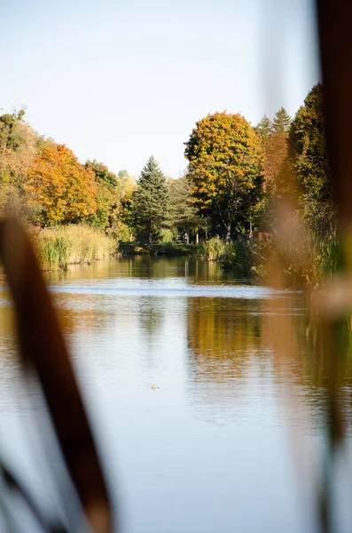 Sarı ve yeşil ağaçlar nehre yansıyor. Ön planda bulanık Typha, arka planda sonbahar parkı seçici odak. Kopyalama alanı olan doğal bir arkaplan. Sonbahar mevsimi konsepti. Ilık, güneşli bir gün. Dikey fotoğraf.