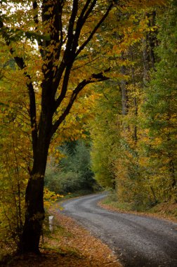 Sarı yapraklı ağaçların arasındaki orman yolu. Sonbahar mevsimi konsepti.